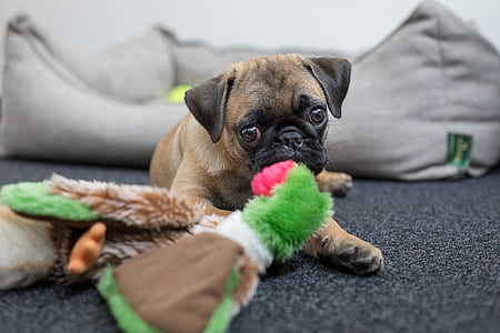 fawn pug puppy on selective focus photo thumbnail