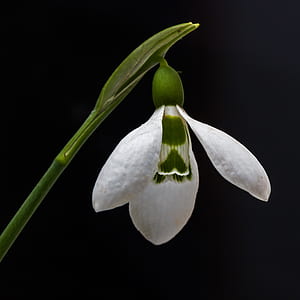 White Petaled Flower Blooming thumbnail