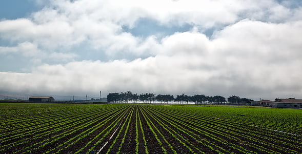 plow field under alto cumulus clouds thumbnail
