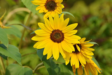 shallow depth of field photography of yellow petaled flowers thumbnail