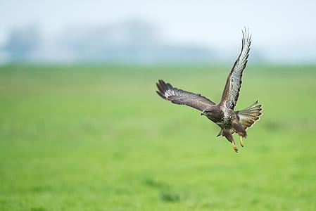 brown hawk flying on air during daytime shallow focus photography thumbnail