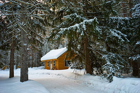 Brown House Near Pine Trees Covered With Snow thumbnail