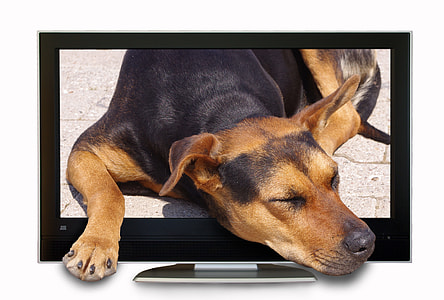 flat screen monitor displaying dog thumbnail