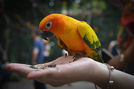 yellow and green parrot on person's right hand thumbnail