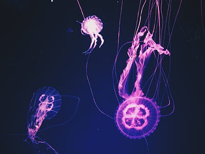 Pink Jellyfishes thumbnail