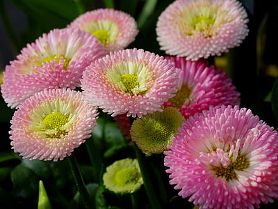 pink petaled flowers thumbnail