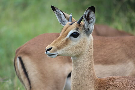 brown animals thumbnail