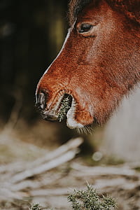 shallow focus photography of brown horse thumbnail