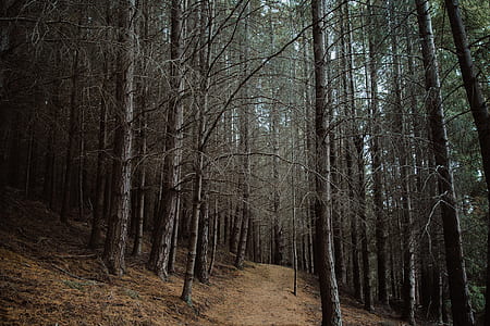 pathway between bare trees thumbnail