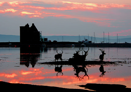 silhouette photography of deer on body of water in near of building thumbnail