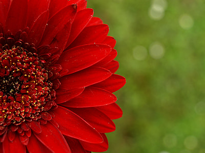 shallow focus photography of red petaled flower thumbnail