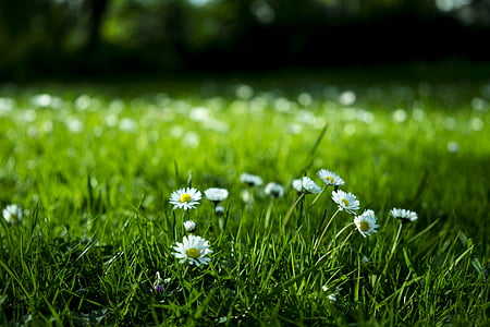 yellow and white petaled flowers thumbnail