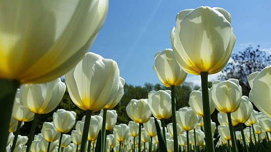 low angle photo of white tulip flower field at daytime thumbnail