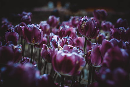 purple tulips thumbnail