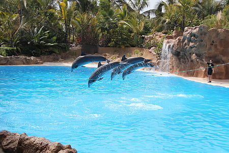 four black jumping dolphins thumbnail