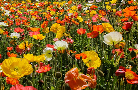 flower field thumbnail