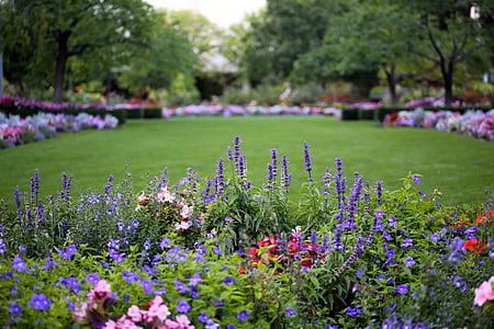 purple petaled flowers thumbnail