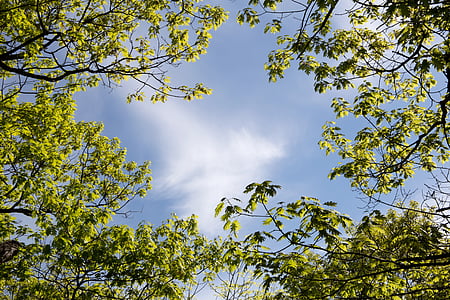 green leafed tree under blue sky thumbnail