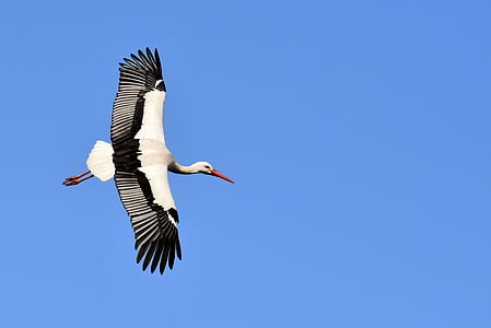 white and black bird flying in the air during daytime thumbnail