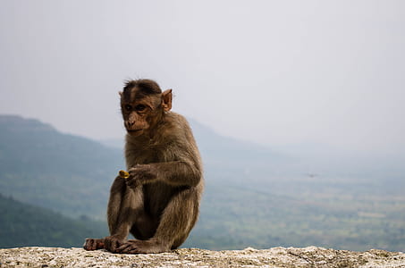 brown monkey sitting on ground thumbnail