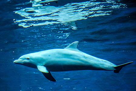 dolphin thumbnail