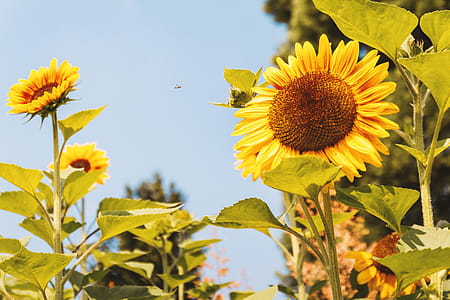 Garden of sunflowers at summer. Detail of sunflower thumbnail