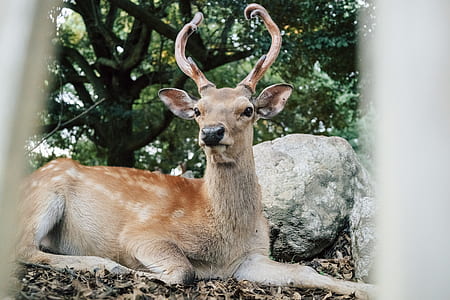 brown deer near gray rock thumbnail