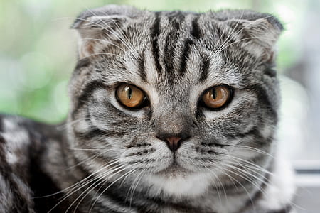 shallow focus photography of silver tabby cat thumbnail