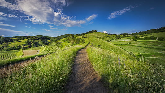 green wheat field under blue sky thumbnail