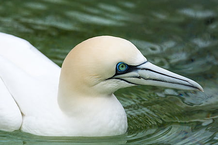 blue-footed booby bird on calm body of water thumbnail