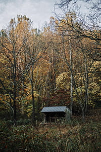 gray storage shed surrounded by trees at daytime thumbnail