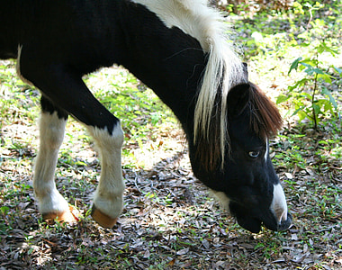 black and white donkey thumbnail