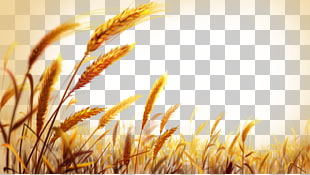 Wheat , Beautiful golden wheat field, wheat plant shallow focus PNG clipart