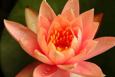 focus photography of pink petaled flower thumbnail