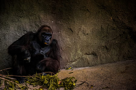 black gorilla sitting beside plant thumbnail