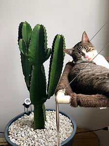 Grey Tabby Cat Laying Beside Green Cactus thumbnail