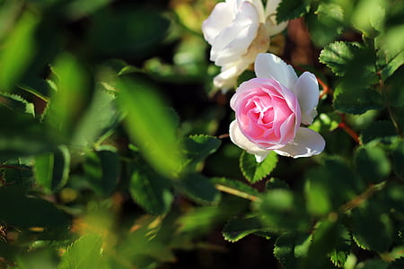 selective focus photography of pink and white rose flower in bloom thumbnail