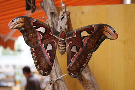 red and gray moth thumbnail