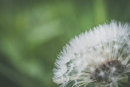 Close Up Photo of White Dandelion thumbnail