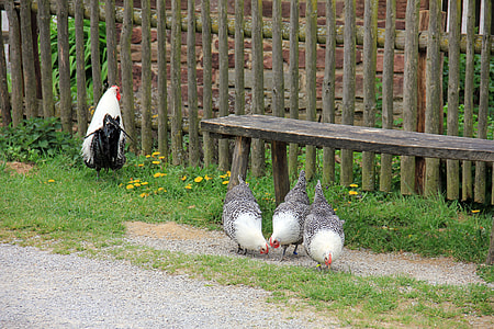 three white-and-gray hens near rooster thumbnail