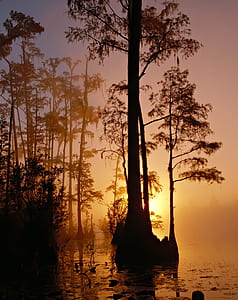 silhouette of trees on body of water thumbnail