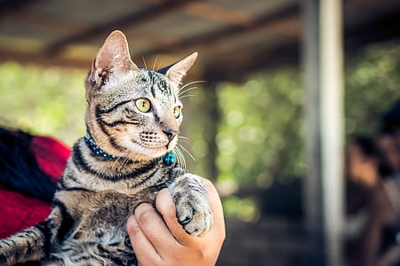 person carrying grey cat thumbnail