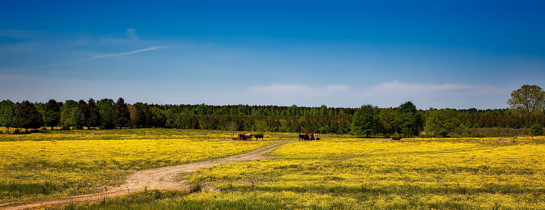 Farm Landscape with Yellow Flowers, Alabama thumbnail