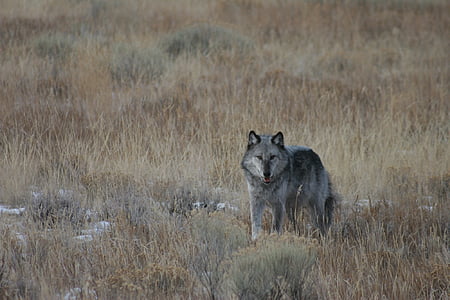 gray wolf standing on beige empty field thumbnail
