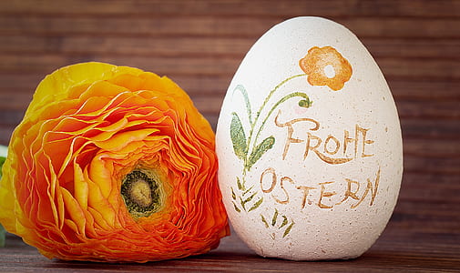 orange flower near white egg thumbnail