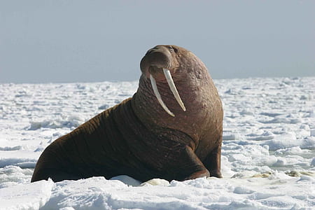 Walrus thumbnail