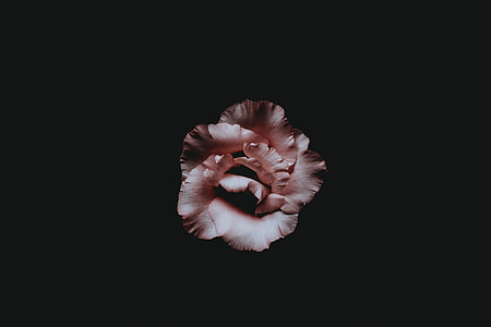 pink petaled flower covered by black surface thumbnail