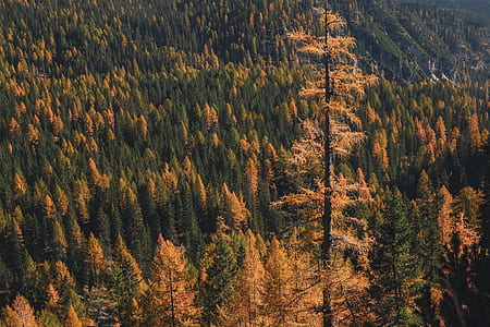 aerial photography of green forest at daytime thumbnail