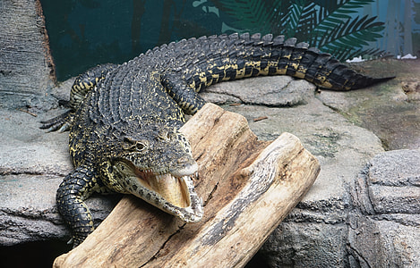 crocodile on surface thumbnail