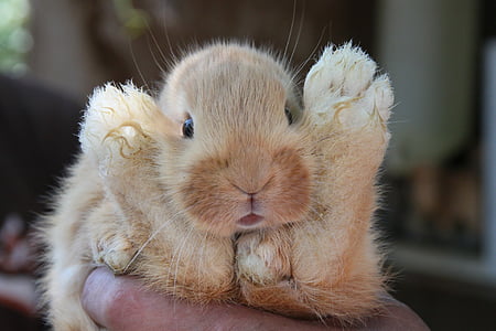 close-up photo of brown rabbit thumbnail